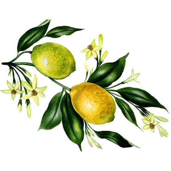 Queen Kerosin Spritzschutz - Lemontree Blitzangebot