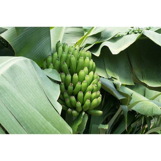 Queen Kerosin Spritzschutz - Banana Tree Neueste Stile