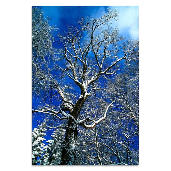 Queen Kerosin Winterwunderland von Torsten Reuter Fabrik Onlineshop