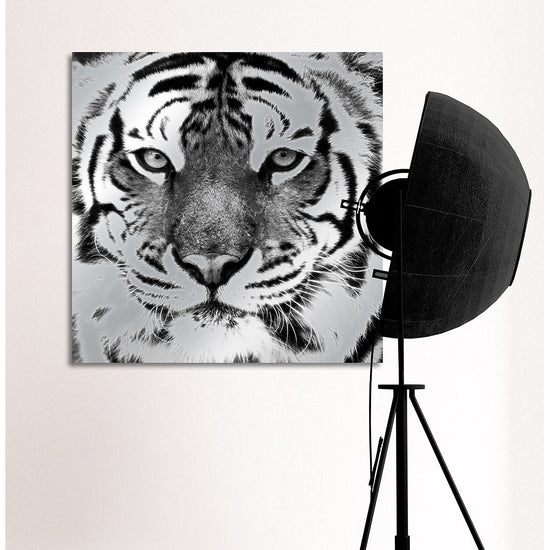Queen Kerosin Aluminiumbild - Tiger Zeitbegrenzte Promotion