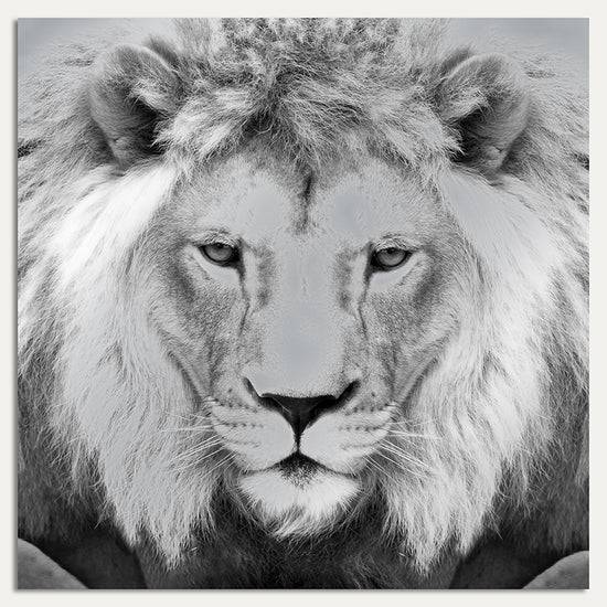 Queen Kerosin Aluminiumbild - Lions King Bis zu 65% Rabatt