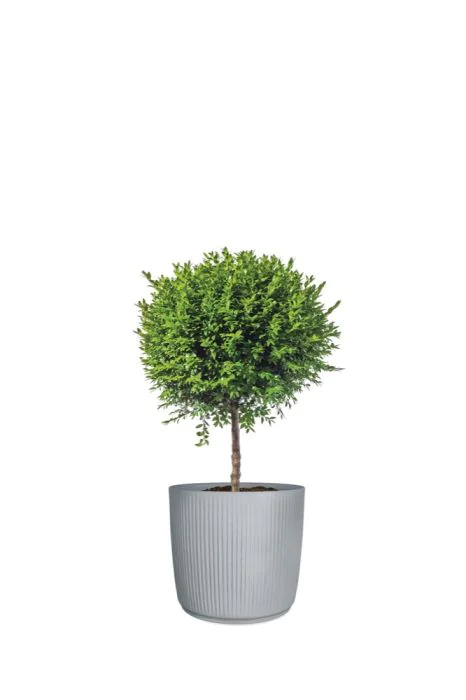 Scheurich Linetto High Pflanzgefäß 260 Tägliche Deals