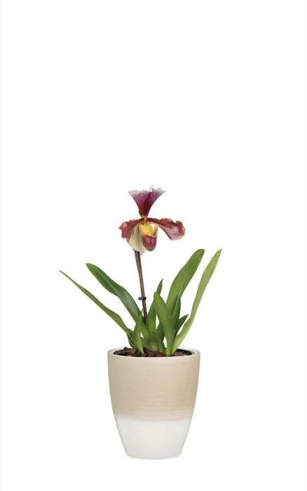 Scheurich Orchideentopf 650 Verkauf