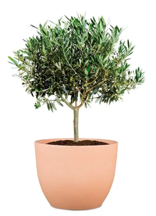 Scheurich Firenze Pflanzgefäß 066 - Terracotta/60 Großer Ausverkauf
