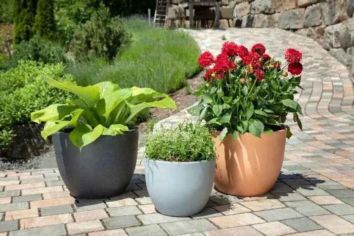 Scheurich Firenze Pflanzgefäß 066 - Terracotta/60 Großer Ausverkauf
