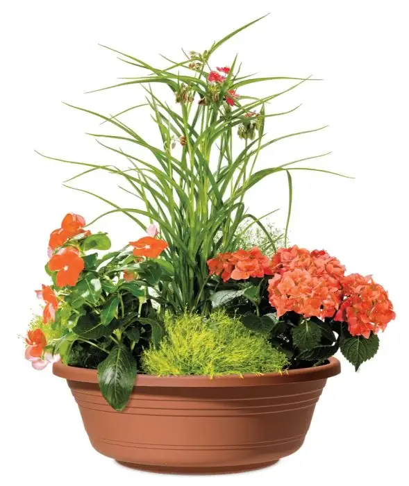 Scheurich Jessica Pflanzschale Begrenztes Angebot