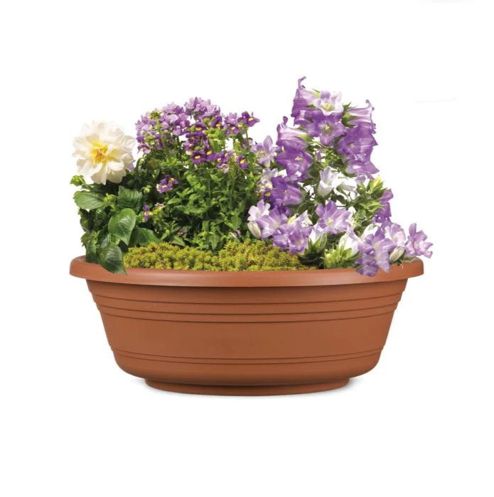 Scheurich Jessica Pflanzschale Begrenztes Angebot