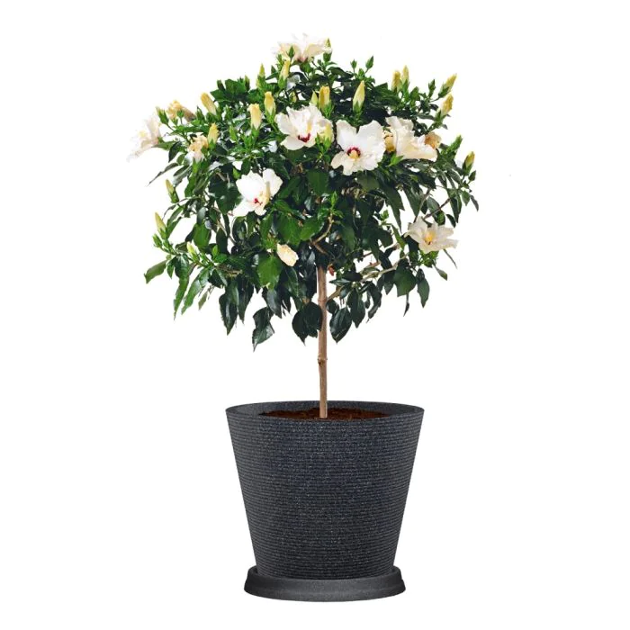 Scheurich Coneo 2er Blumentopf Set mit Untersetzern - Schwarz-Granit Online Shopping